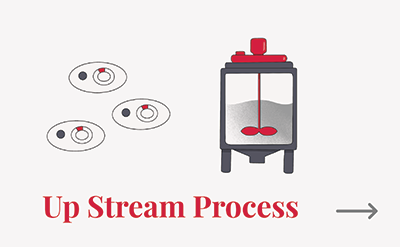 Up Stream Process